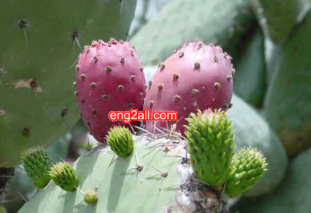 opuntia_prickly_pear2