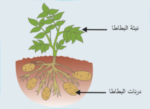 potato_plant