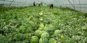 طرق الزراعة فى البطيخ