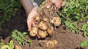 زراعة البطاطا