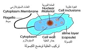 جزء من تركيب جدار الخلية في البكتيريا بـيـت الـعـلـم