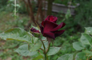 Beurtv الورد الأسود وردة نادرة تنمو في قرية هالفيتي في فيسبوك