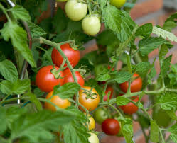 نبات الطماطم