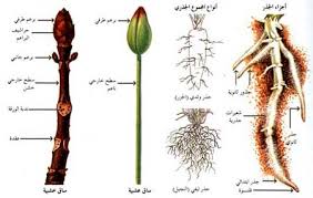 أنواع الجذور
