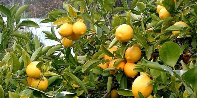 زراعة شجرة الليمون