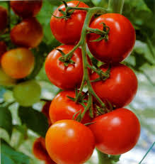 نبات الطماطم