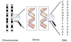 مشروع الجينوم البشري